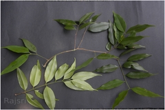 Syzygium gardneri